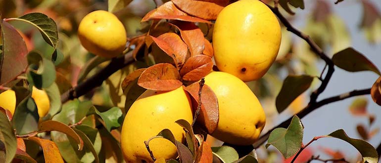 Айва осенью