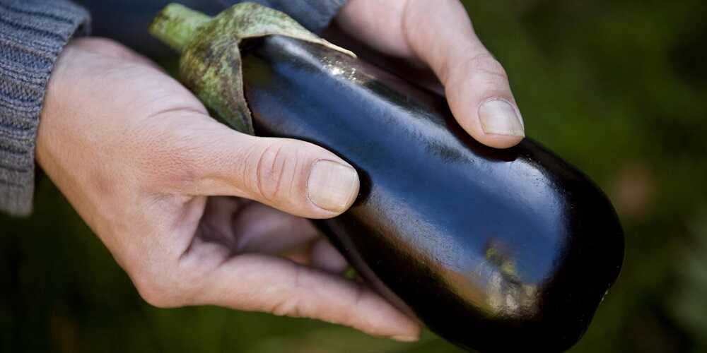Выбор баклажана для приготовления Баклажан в руках