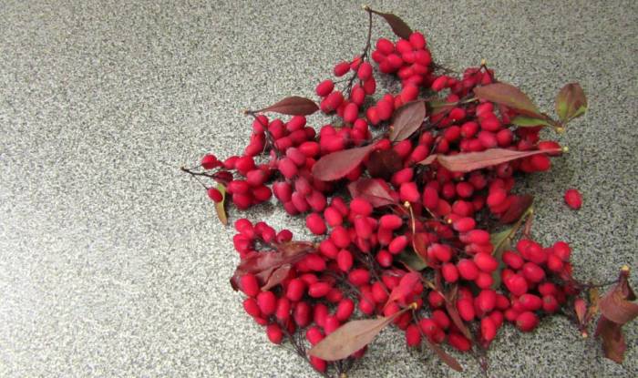 Барбарис для сушки Барбарис с листьями