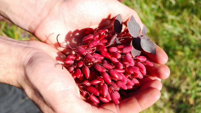 Сбор барбариса для сушки Барбарис в руках