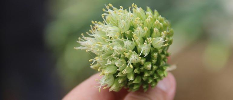 батун цветет