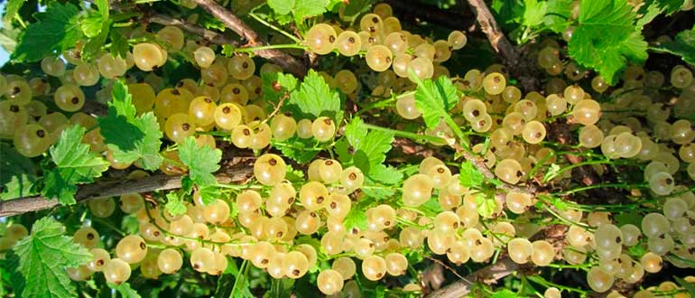 Белая смородина Голландская