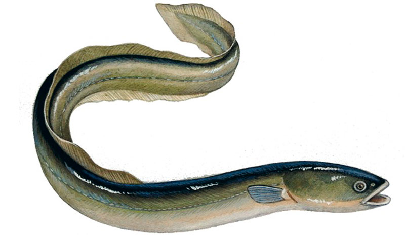 Белый угорь