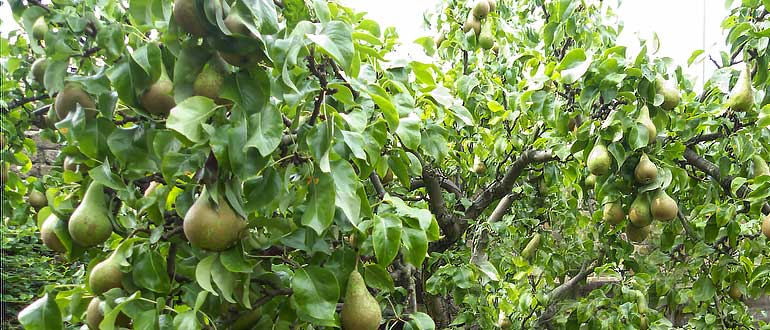 Бере Арданпон