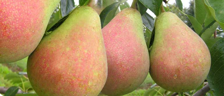 Бере Московская