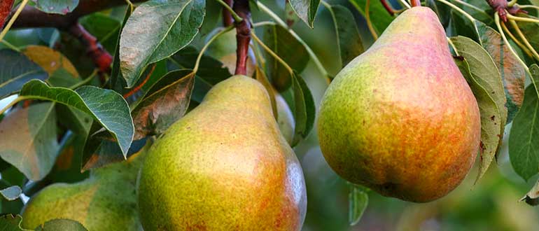 Бере жиффар