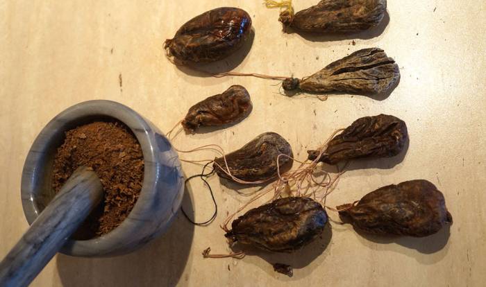 Измельчение сушёной бобровой струи Бобровая струя для настойки