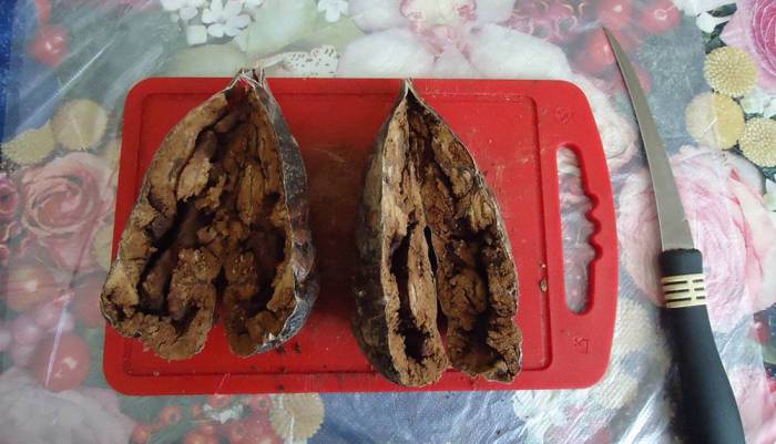 Проверка готовности бобровой струи Бобровая струя в разрезе