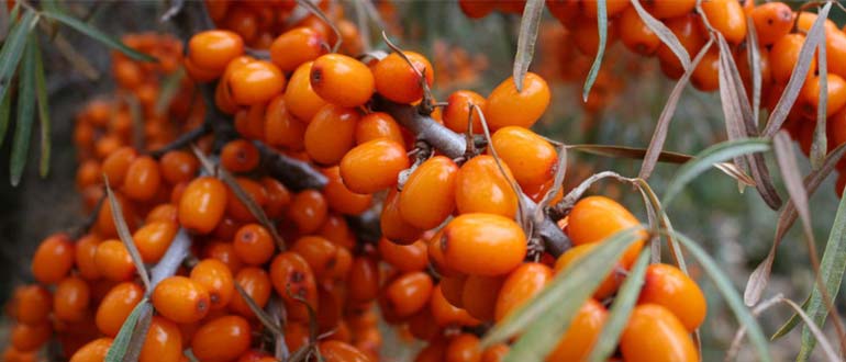 ботаническая любительская