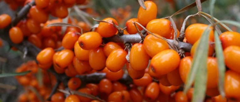 ботаническая