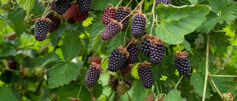 Бойсенберри