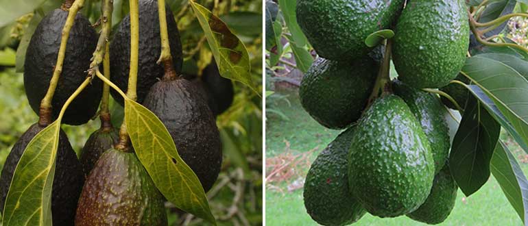 чем-отличается-хаас