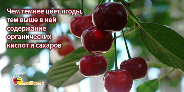 чем полезна черешня