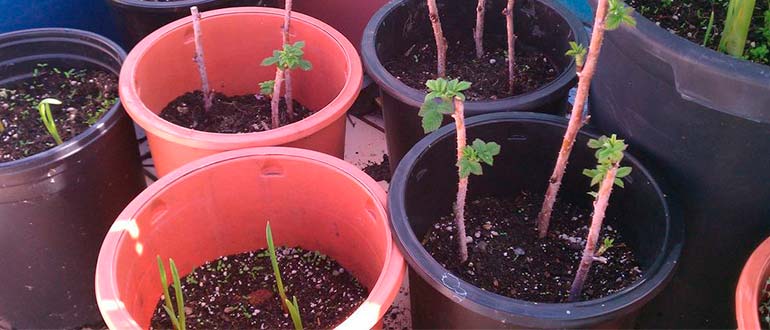 Черенкование