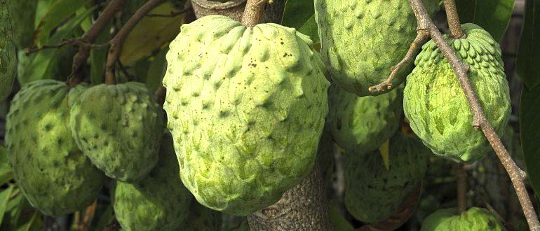 Черимойя - как едят фрукт, чем он полезен, как вырастить дома