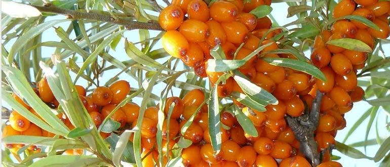 чулышманка