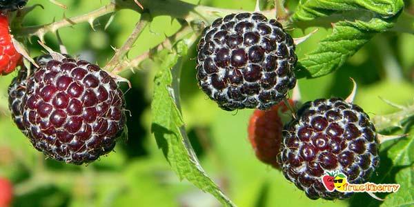 чёрные-ягоды