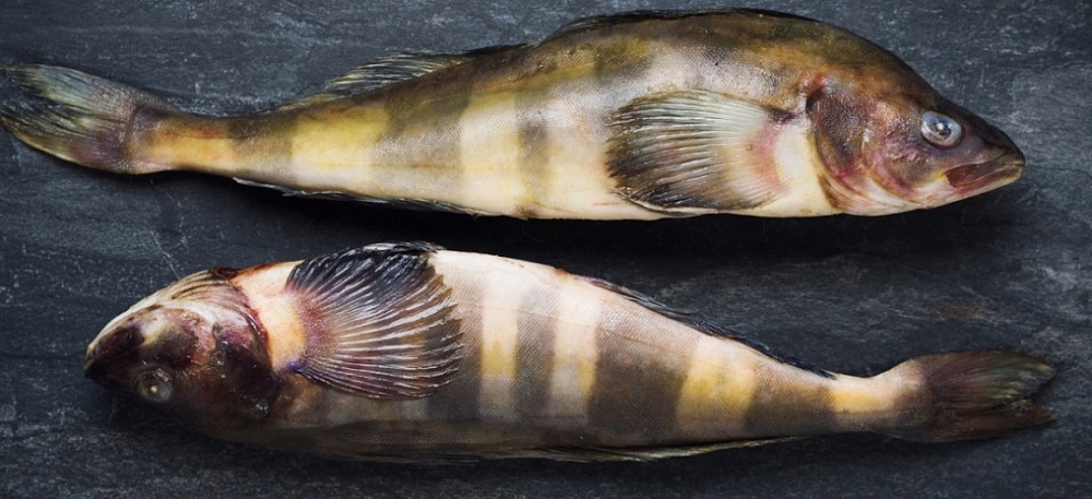 Тушки дальневосточного окуня терпуг Дальневосточный окунь терпуг