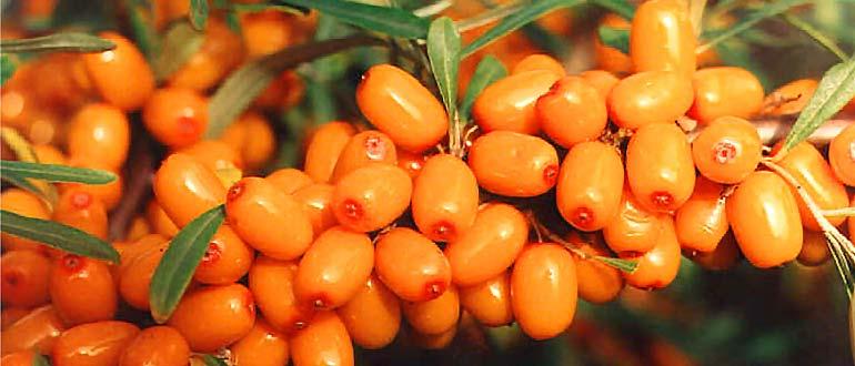 дамские пальчики