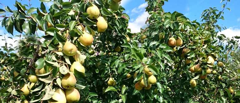 дерево груши