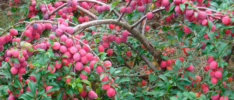 Дерево кубанская комета