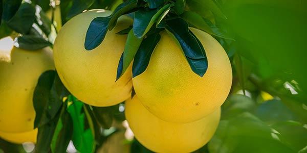 дерево-шеддок