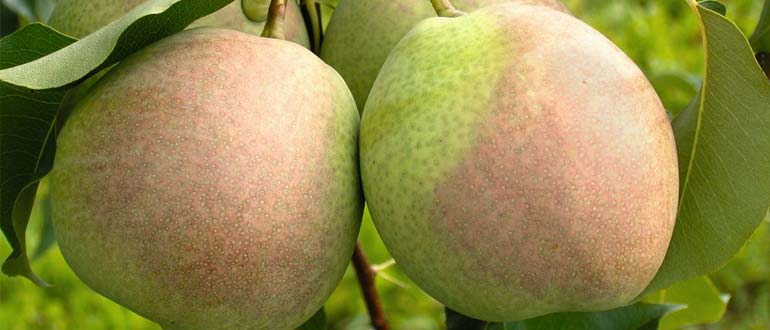 Десертная россошанская поздняя