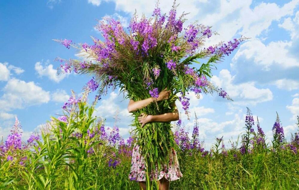 Сбор кипрея Девушка держит охапку иван-чая