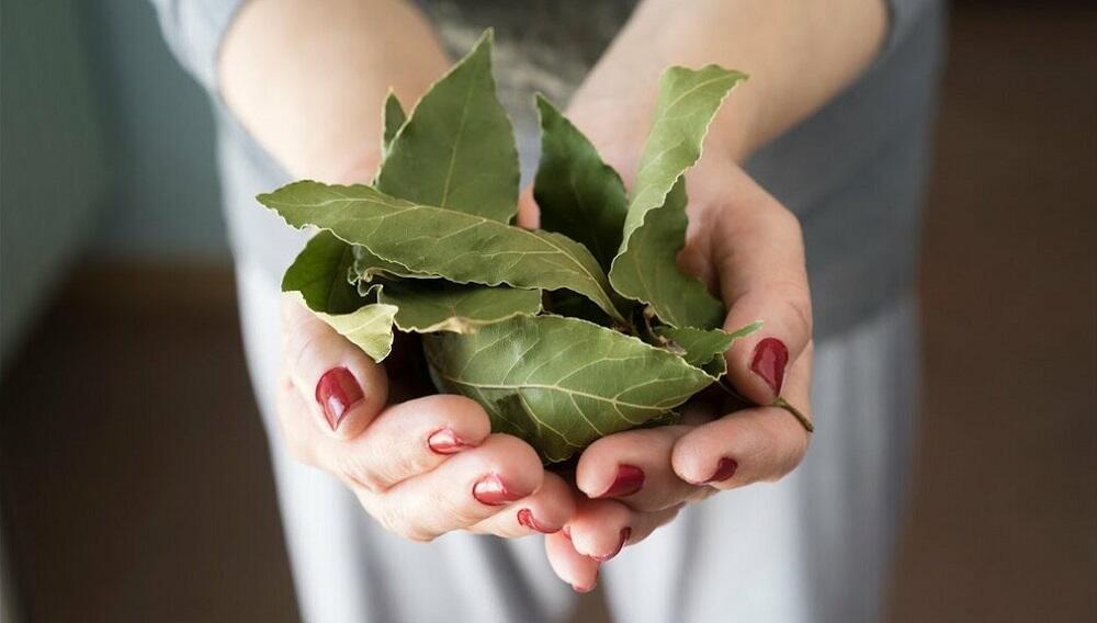 Сушеная лаврушка в руках Девушка держит в руках лаврушку