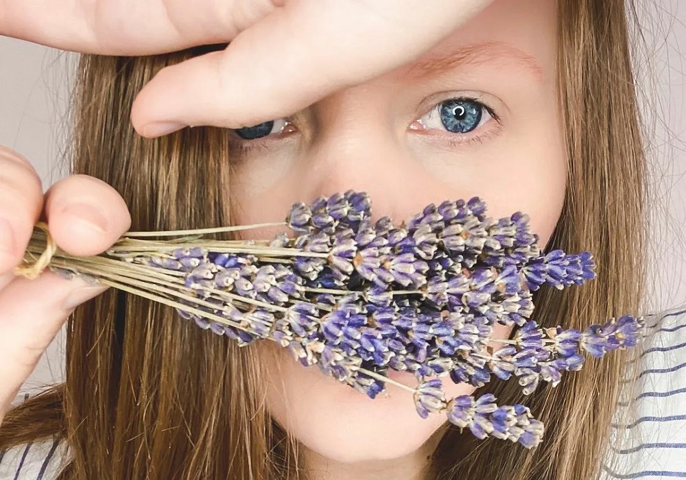 Ветка высушенной лаванды в руках Девушка держит ветку сухой лаванды