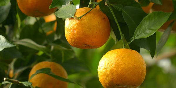 дикий-апельсин