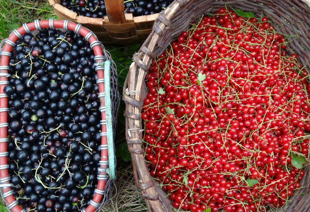 Свежесобранная смородина Две корзины смородины