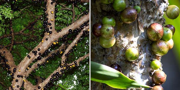 джаботикаба