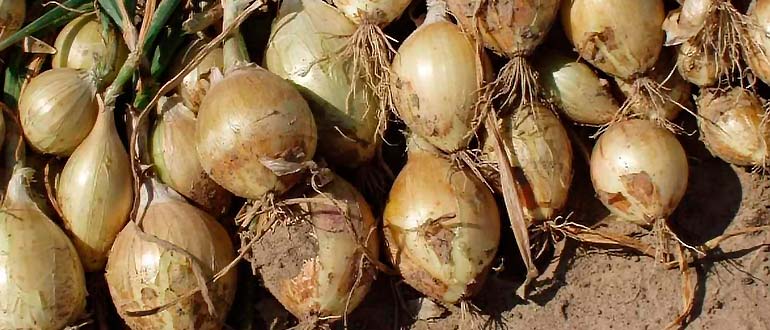 Эсибишен лук