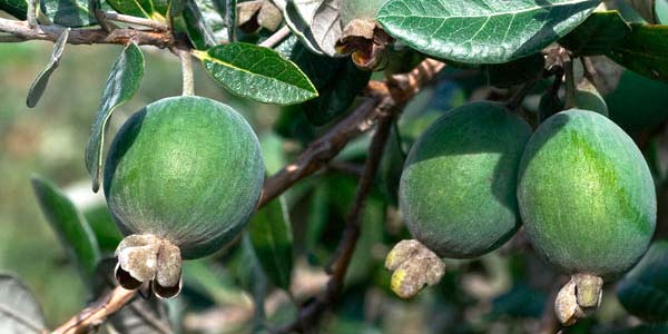 фейхоа-на-дереве