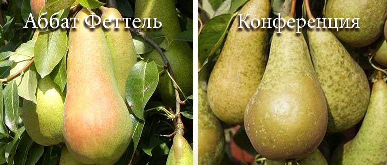 феттель и конференция