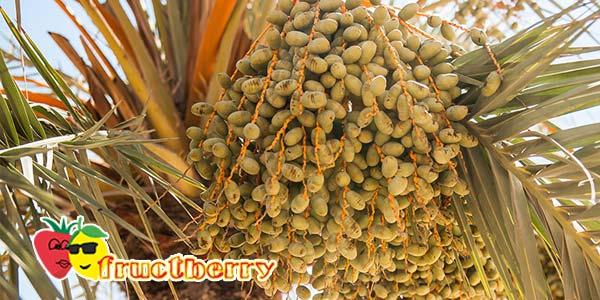 финики-на-пальме2