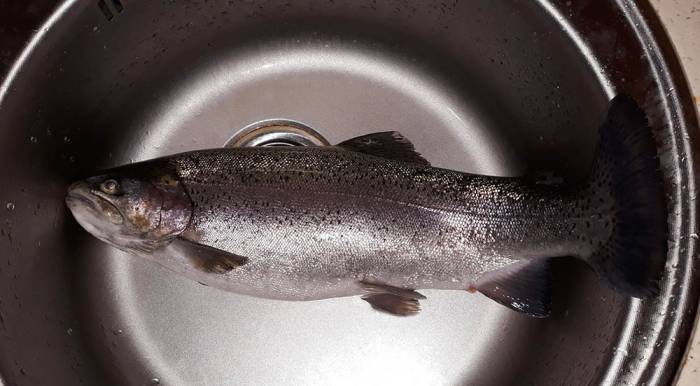 Промывание форели под проточной водой Форель и вода