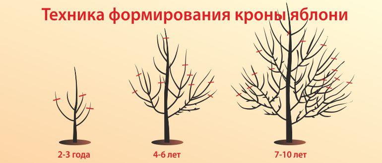 формирование кроны яблони.