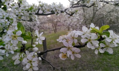 Ранняя китайская слива Неженка из семейства Розоцветные