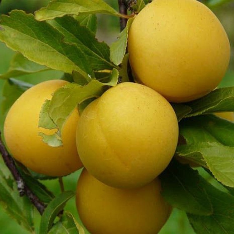 Лучшие сорта алычи для Средней Полосы, нюансы посадки, ухода, обрезки