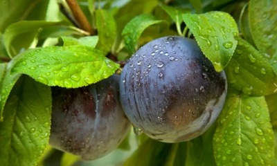 Любителям десертов: самые сладкие сорта слив