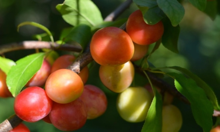 Самоплодная и неприхотливая слива Память Тимирязева: описание сорта, фото, отзывы