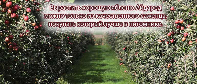 Где купить Айдаред