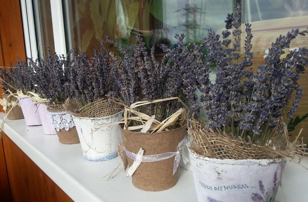 Сушеная лаванда стоит на подоконнике Горшочки с лавандой