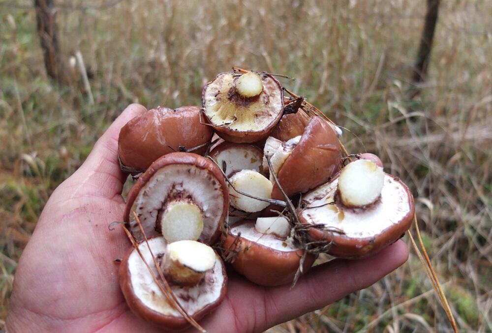 Маслята небольших размеров Горсть маленьких маслят