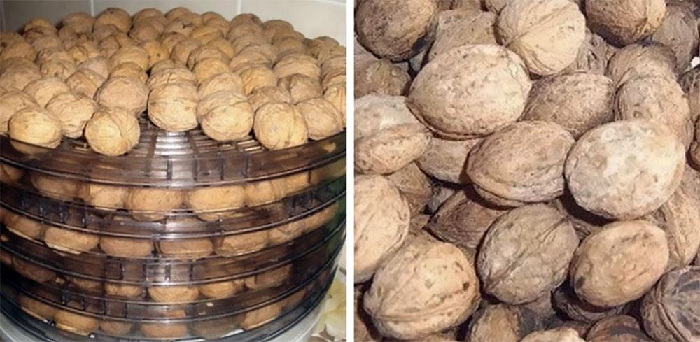 Сушка грецких орехов в электросушилке Грецкие орехи в электросушилке