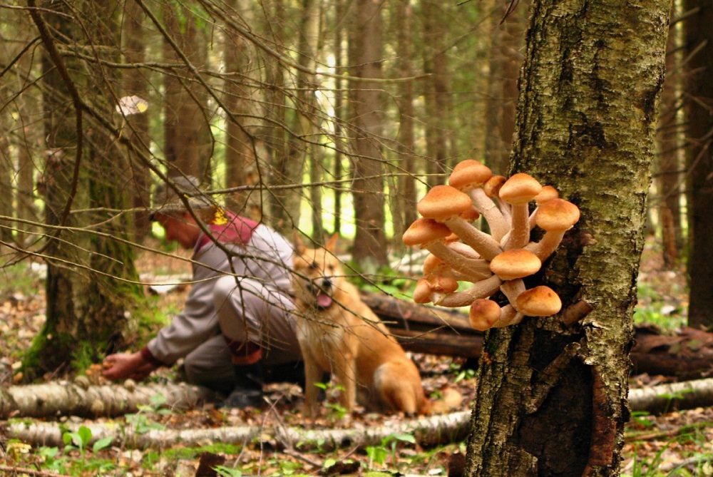 Сбор грибов в лесу Грибник с собакой собирает опята
