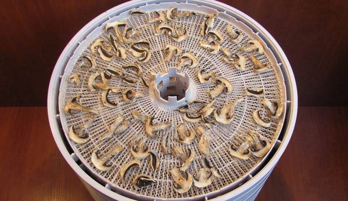 Высушенные в электросушилке грибы Грибы после сушилки