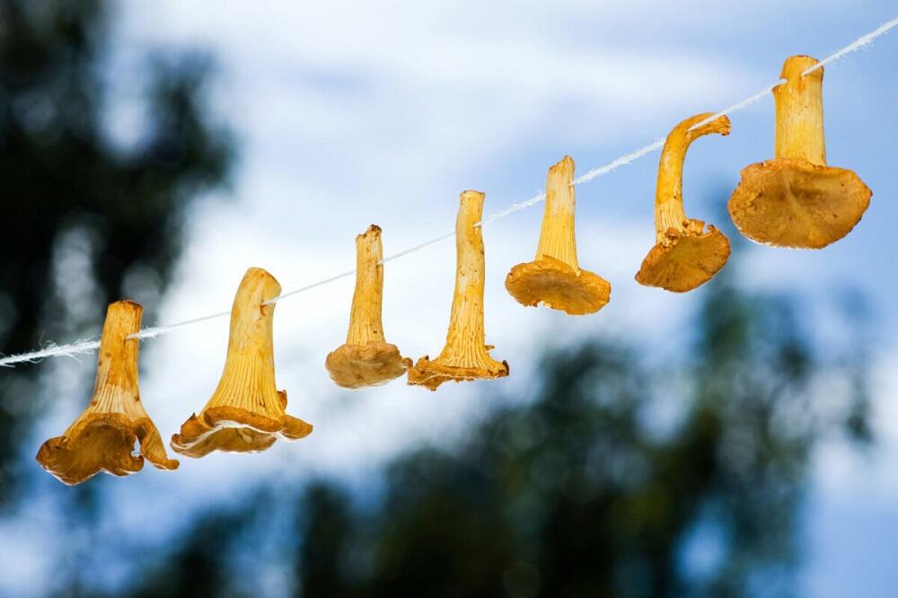 Сушка лисичек на улице Грибы висят на веревке